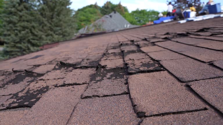 Best Roof Insulation Installation  in Friona, TX